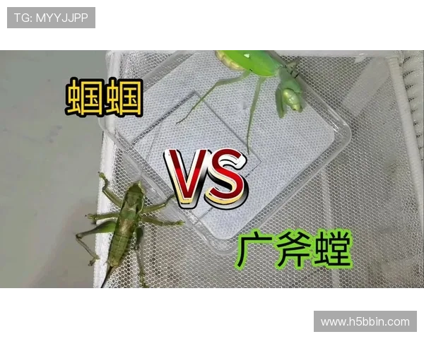 bbin真人游戏常用打法详解帮助玩家轻松取胜